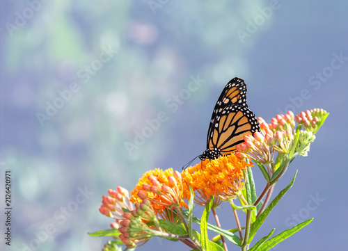 Bild auf Leinwand Macro of a monarch butterfly (danaus plexippus) feeding on a milkweed (asclepias tuberosa) flower
