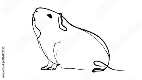 Simple line drawing of a guinea pig white background.