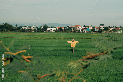 Принти на полотні Scarecrow with Yellow Shirt in Vast Green Rice Field