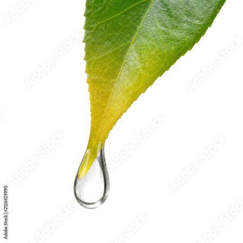 Fresh Green Leaf Tip with Clear Water Drop Isolated on White