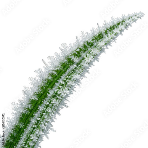 Macro Frost Crystals Covered Green Grass Blade Isolated on White Background