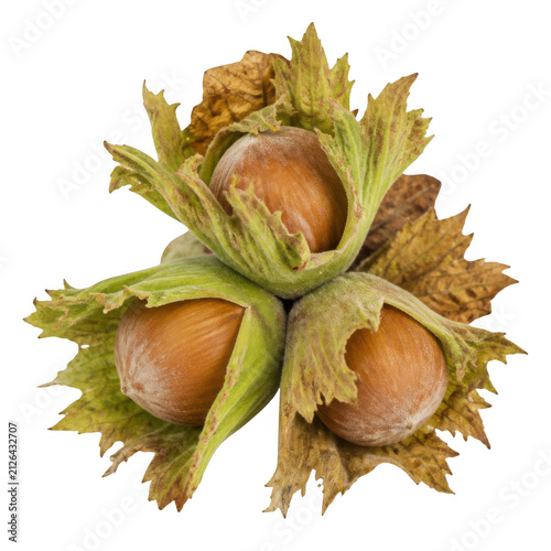 Three Fresh Hazelnuts in Green Husks Isolated on White Background