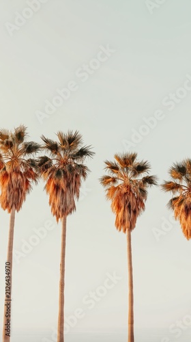 Tall palm trees stand against a soft, hazy sky with warm neutral tones. This cinematic yachting photo evokes luxury, tranquility, and summer coastal vibes.