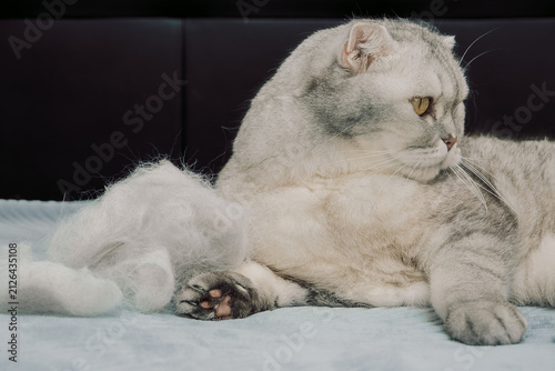 Cat lays on bed beside  pile of fur after grooming during  sunny afternoon at home.  gray cat rests while pile of fluffy fur sits next to it on  blue blanket. scene shows cat relaxed calm on warm day
