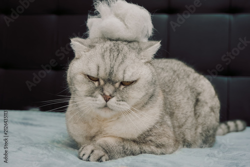Cat resting on  bed with  unique hairstyle in cozy indoor space during day.  cat lays on  soft surface,  unique hairdo. setting is indoors, with  neutral background. cat appears relaxed comfortable