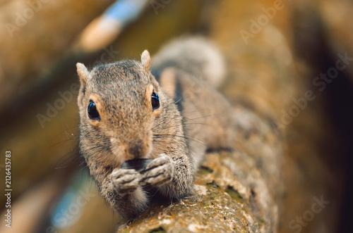 palm Squirrel sitting on a tree branch eating food in a park during daytime in spring. . It holds food in its paws,  looks directly at camera. Trees surround area, sunlight filters through leaves