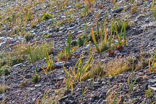 Rare Altai onion (Allium altaicum) growing on rocky slopes of Sebystey valley, Sailughem Range