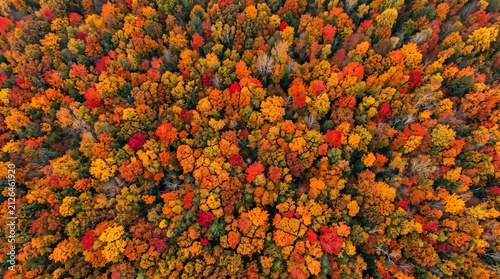 Vibrant Autumn Forest Canopy Aerial View With Red Orange Yellow Leaves