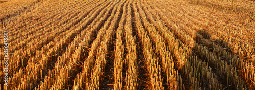 Fotografía Stubble on a mowed wheat field after harvest