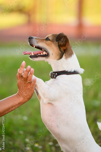 Cute Jack Russell Terrier puppy standing on hind legs holding owner hand, happy dog tongue out portrait, pet training and communication concept, smart domestic animal obedience school close up
