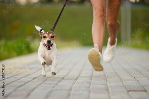 Active Jack Russell Terrier running on leash with owner on paved path, fast jogging concept, happy dog sprint in summer park, fit healthy lifestyle pet, playful domestic animal cardio training outdoor