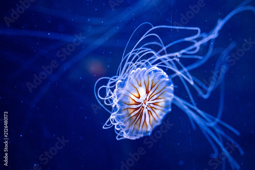 Photography A Japanese sea nettle (Chrysaora pacifica) in an aquarium