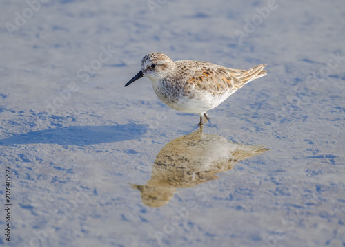 Little stint, Calidris minuta, the wading bird walking through the water, S'Albufereta Natural Reserve, Mallorca, Spain  