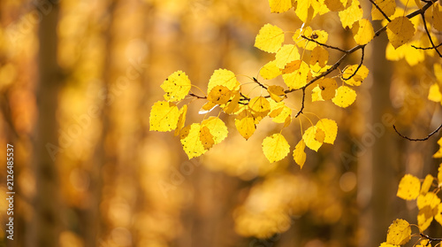 A cluster of vibrant yellow aspen leaves trembles on a branch against a warm, golden blur of autumn foliage, capturing the fleeting beauty of the fall season in a sunlit forest.