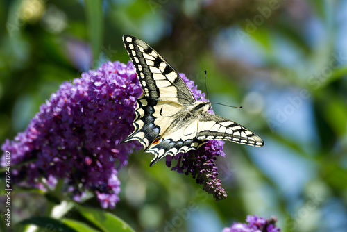 Foto Old World Swallowtail or common yellow swallowtail (Papilio machaon) sitting on