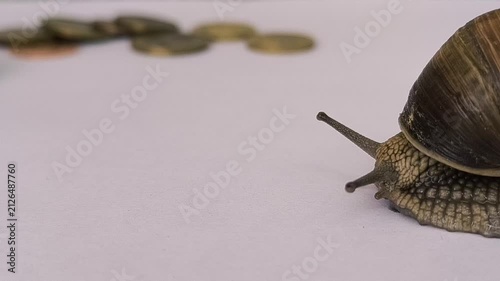 a snail crawls on white paper towards a stack of copper coins	