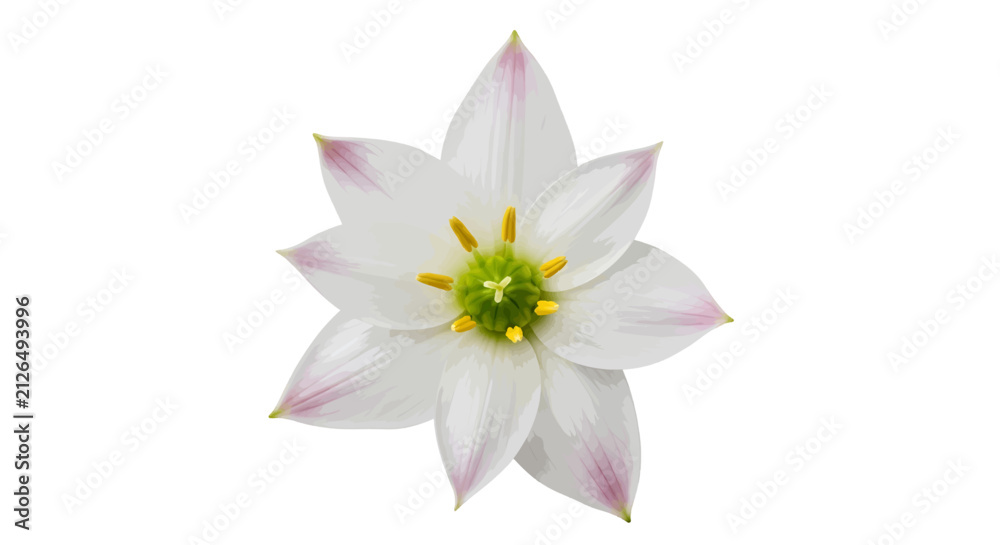 Fototapeta premium Vector illustration of beautiful white flower with pink tips on a transparent background