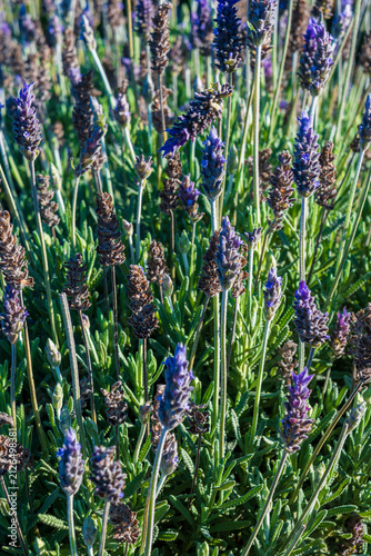 Obraz na płótnie Plano en detalle de flores de lavanda violetas en flor creciendo en un jardín so