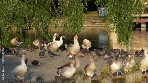 A family of wild geese resting together on a wooden pier along the shore of a peaceful lake. The birds enjoy a calm moment in their natural habitat, surrounded by tranquil waters and scenic lakeside.
