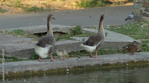 A family of wild geese walking along the edge of a peaceful lake with their young goslings. The adult birds carefully guide their offspring through their natural habitat.