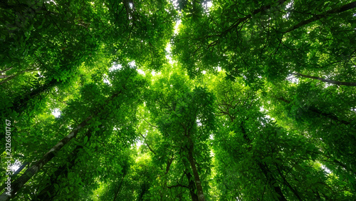 Lush Green Forest Canopy View from Below 1.