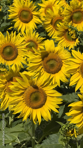 Close-up composition of vibrant yellow sunflowers blooming together in a sunny agricultural field
