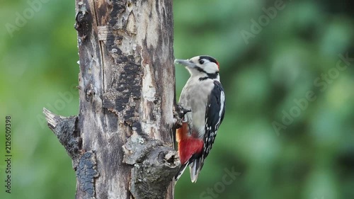 Buntspecht (Dendrocopos major)