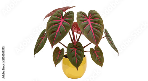 Vector illustration of potted philodendron plant with dark green leaves and pink veins on a transparent background