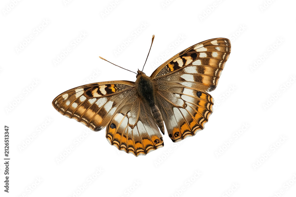 Naklejka premium Brown orange butterfly with open patterned wings