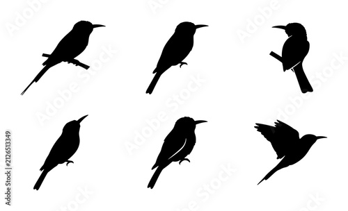 Foto Bird Silhouettes Collection, Six Vector Icons, Avian Wildlife Graphics, Nature E
