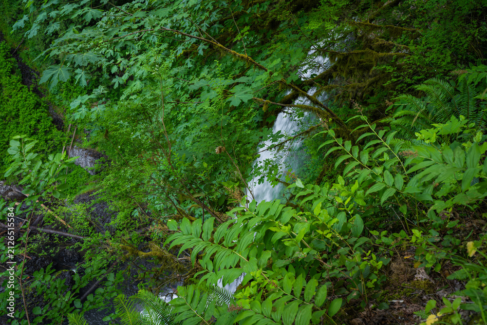 Obraz premium Lush forest waterfall in dense green woodland