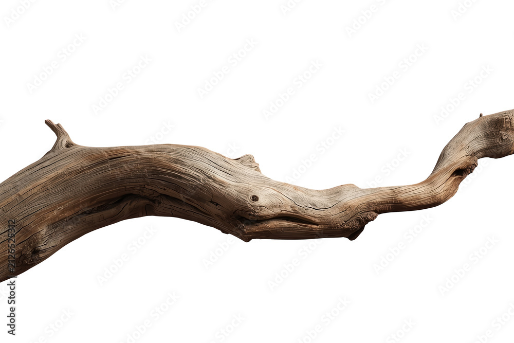 Fototapeta premium Thick weathered driftwood branch with cut end