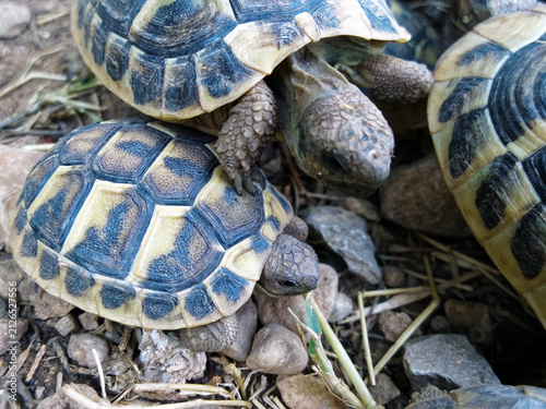 Cuadro en lienzo Des tortues d’Hermann orientales ! (Testudo h
