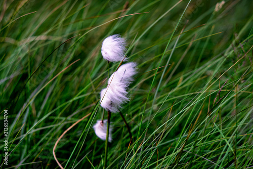 Fotografía Close up shot of fluffy white cottongrass Eriophorum angustifolium head blowing