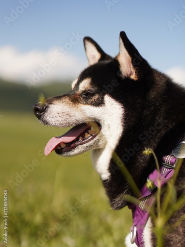 Shiba Inu on the grass