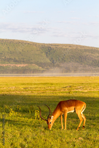 Male of antelope. Impala from Nakuru, Kenya, Africa