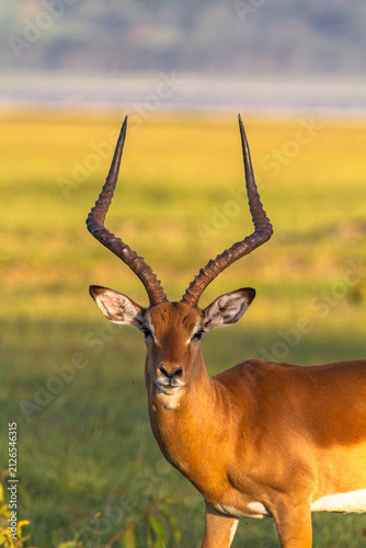 Male of antelope. Impala from Nakuru, Kenya, Africa