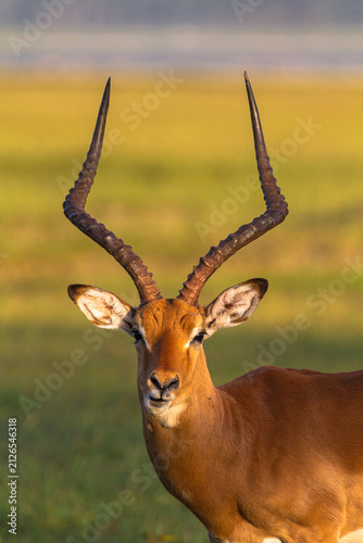 Canvastavla Male of antelope. Impala from Nakuru, Kenya, Africa
