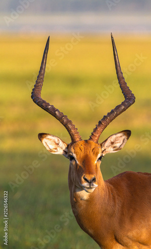Male of antelope. Impala from Nakuru, Kenya, Africa