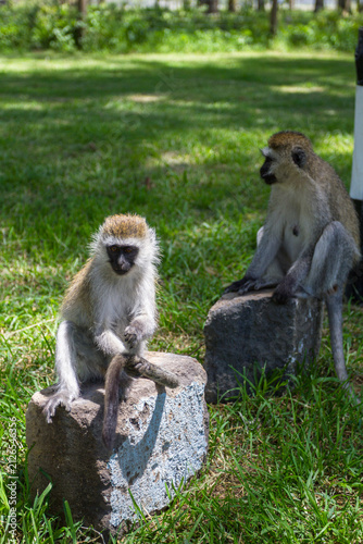 Green monkeys at the entrance to Lake Nakuru Park. Kenya, Africa
