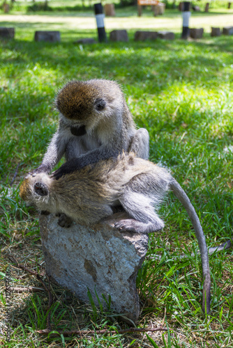Green monkeys at the entrance to Lake Nakuru Park. Kenya, Africa