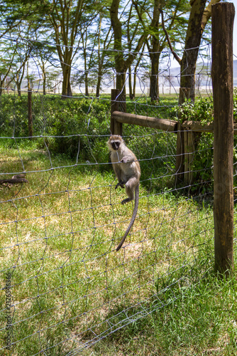 Green monkeys at the entrance to Lake Nakuru Park. Kenya, Africa