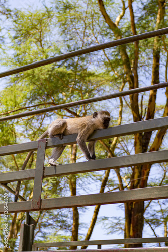 Green monkeys at the entrance to Lake Nakuru Park. Kenya, Africa
