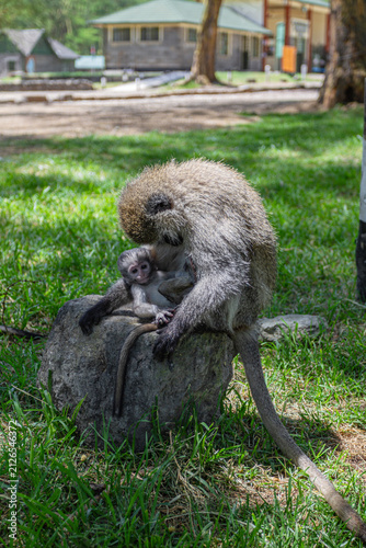 Green monkeys at the entrance to Lake Nakuru Park. Kenya, Africa