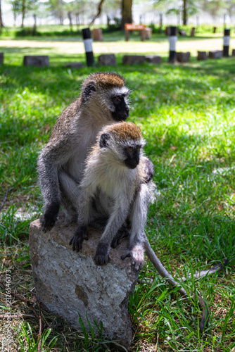 Green monkeys at the entrance to Lake Nakuru Park. Kenya, Africa