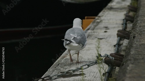 European herring gull with an apparent leg injury limping away along a marina pier in slow motion. Authentic coastal wildlife behavior filmed beside calm harbor water in Tallinn, Estonia
