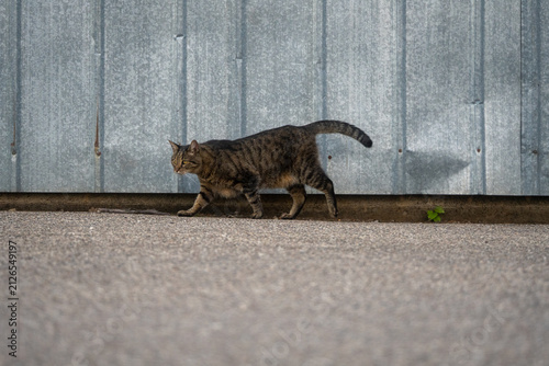 Tabby cat walking beside a corrugated metal wall