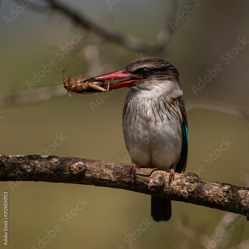 Brownhooded kingfisher with a snack in its beak