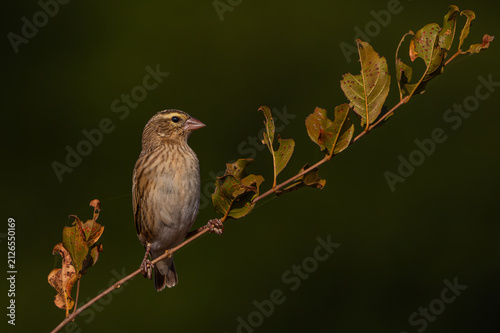 One bird on a twig with leaves and a smooth dark green background