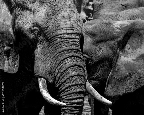 Mono image of the heads of two elephants